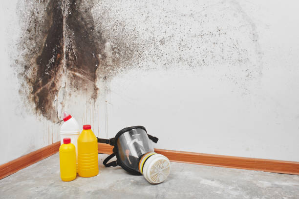 Best Crawl Space Mold Removal  in Ore City, TX
