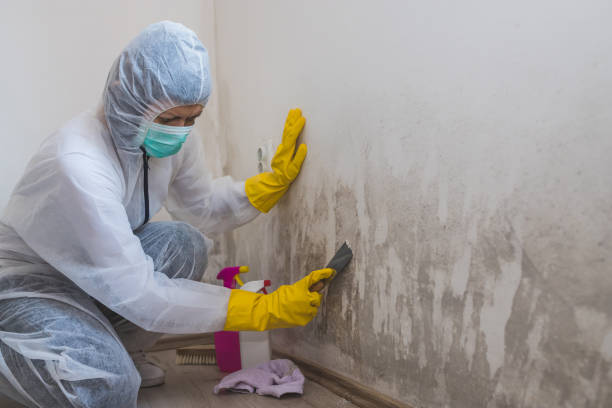 Best Mold Testing  in Ore City, TX