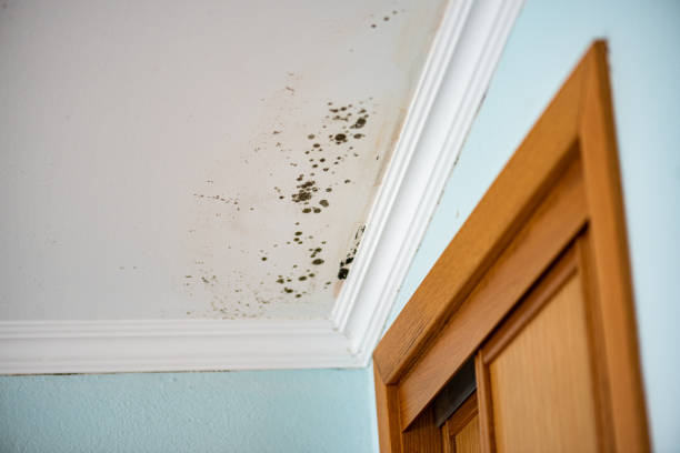 Best Office Mold Removal Services  in Ore City, TX