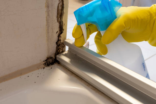 Best Office Mold Removal Services  in Ore City, TX