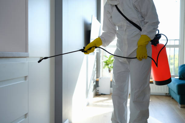 Best Affordable Mold Removal  in Ore City, TX
