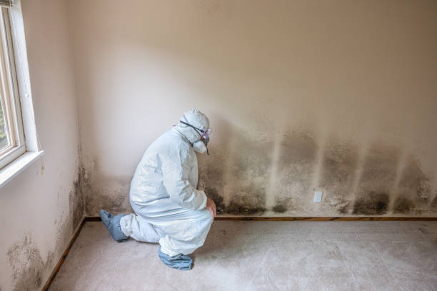Best Attic Mold Removal  in Ore City, TX
