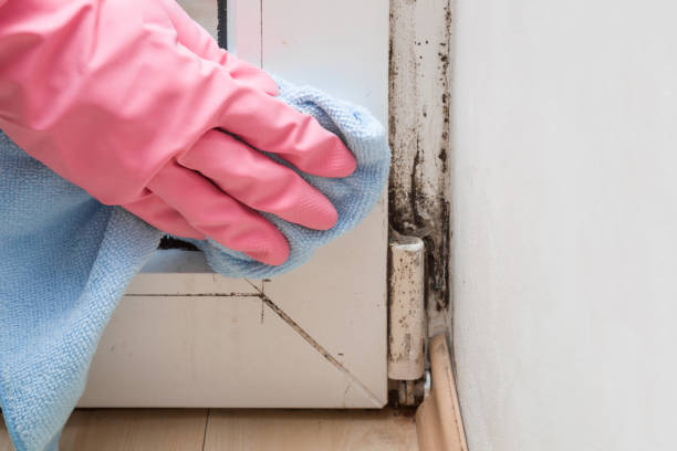 Best Black Mold Removal  in Ore City, TX