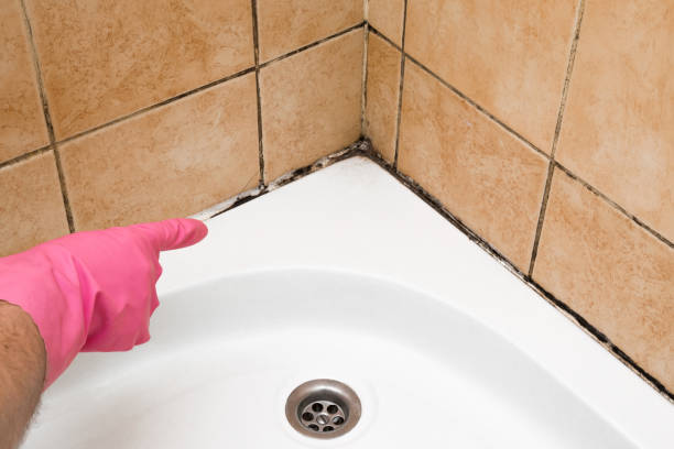 Best Toxic Mold Removal  in Ore City, TX